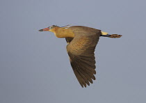 Whistling Heron (Syrigma sibilatrix) flying, Mato Grosso, Brazil