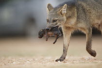 Crab-eating Fox (Cerdocyon thous) mother carrying newborn pup, Pantanal, Brazil