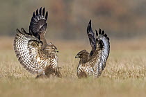 Common Buzzard (Buteo buteo) pair fighting, Saxony-Anhalt, Germany