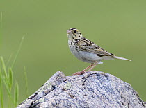 Baird's Sparrow (Ammodramus bairdii), Saskatchewan, Canada