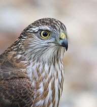 Sharp-shinned Hawk (Accipiter striatus) juvenile, Saskatchewan, Canada