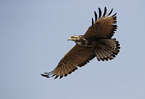 Savannah Hawk (Buteogallus meridionalis) juvenile flying, Pantanal, Brazil
