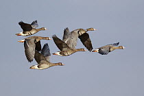 White-fronted Goose (Anser albifrons) group flying, North Rhine-Westphalia, Germany