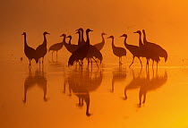 Common Crane (Grus grus) flock at sunrise, Brandenburg, Germany