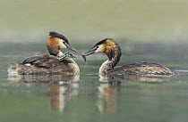 Great Crested Grebe (Podiceps cristatus) pair feeding chick, Piedmont, Italy