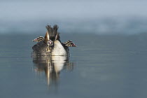 Great Crested Grebe (Podiceps cristatus) parent carrying chicks, Piedmont, Italy