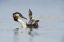 Great Crested Grebe (Podiceps cristatus) chick swallowing fish, Piedmont, Italy