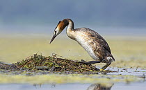 Great Crested Grebe (Podiceps cristatus) at floating nest, Piedmont, Italy