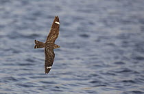 Lesser Nighthawk (Chordeiles acutipennis) flying, Arizona