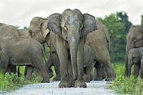 Asian Elephant (Elephas maximus) herd crossing road, West Bengal, India