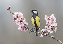 Great Tit (Parus major), Aosta Valley, Italy