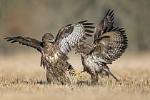 Common Buzzard (Buteo buteo) pair fighting, Saxony-Anhalt, Germany