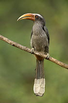 Malabar Grey Hornbill (Ocyceros griseus) male, Kerala, India
