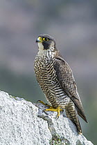 Peregrine Falcon (Falco peregrinus), Istria, Croatia