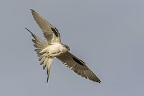 Scissor-tailed Kite (Chelictinia riocourii) flying, Senegal