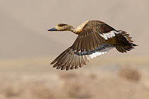 Crested Duck (Lophonetta specularioides) flying, Chile