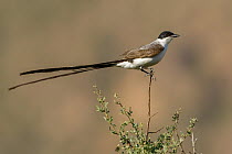 Fork-tailed Flycatcher (Tyrannus savana), Argentina