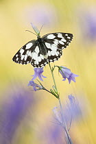 Marbled White (Melanargia galathea) butterfly, Rhineland-Palatinate, Germany