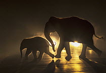 Asian Elephant (Elephas maximus) mother and calf crossing road at night, West Bengal, India