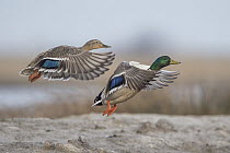 Mallard (Anas platyrhynchos) pair taking flight, Schleswig-Holstein, Germany