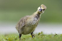 Greylag Goose (Anser anser) chick, Lower Saxony, Germany