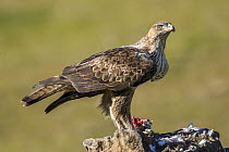 Bonelli's Eagle (Hieraaetus fasciatus) female feeding on prey, Andalusia, Spain