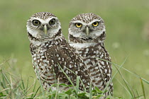 Burrowing Owl (Athene cunicularia) pair, Florida
