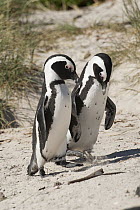 Black-footed Penguin (Spheniscus demersus) pair courting on beach, South Africa