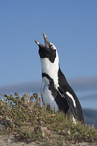 Black-footed Penguin (Spheniscus demersus) calling, South Africa