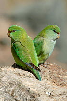 Mountain Parakeet (Bolborhynchus aurifrons) pair, Chile