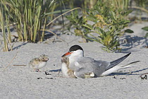 Common Tern (Sterna hirundo) parent on nest with chicks on beach, Massachusetts