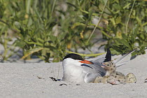 Common Tern (Sterna hirundo) parent at nest with chicks on beach, Massachusetts