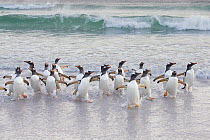 Gentoo Penguin (Pygoscelis papua) group coming ashore, Sea Lion Island, Falkland Islands