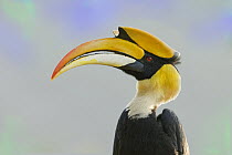 Great Hornbill (Buceros bicornis), West Bengal, India