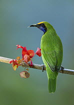 Golden-fronted Leafbird (Chloropsis aurifrons), West Bengal, India