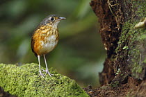 Fulvous-bellied Antpitta (Hylopezus dives), Costa Rica