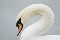 Mute Swan (Cygnus olor), Bavaria, Germany