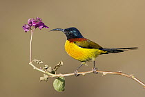 Green-tailed Sunbird (Aethopyga nipalensis) male, West Bengal, India