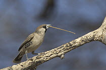Sociable Weaver (Philetairus socius) carrying nesting material, Etosha National Park, Namibia
