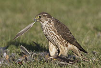 Merlin (Falco columbarius) female feeding on American Robin (Turdus migratorius) prey, Washington