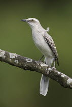 Tropical Mockingbird (Mimus gilvus), Asa Wright Nature Center, Trinidad and Tobago