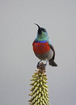 Greater Double-collared Sunbird (Nectarinia afra), Eastern Cape, South Africa