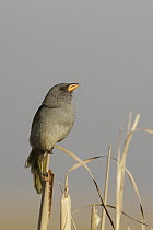 Great Pampa-Finch (Embernagra platensis), Corrientes, Argentina