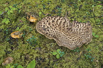 Scaly Hedgehog (Sarcodon imbricatus) and King Bolete (Boletus edulis) mushrooms, Yukon, Canada