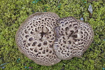 Scaly Hedgehog (Sarcodon imbricatus) mushrooms, Yukon, Canada