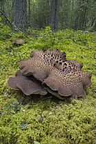 Scaly Hedgehog (Sarcodon imbricatus) mushroom in forest, Yukon, Canada