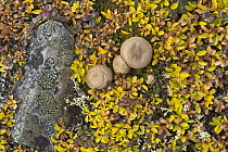 Bolete (Boletus sp) mushrooms on tundra in autumn, Dempster Highway, Yukon, Canada