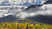 Cottonwood (Populus sp) trees on hillsides in autumn with morning mist, British Columbia, Canada