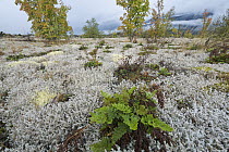 Lava beds overgrown with mosses and lichens, Nisga'a Memorial Lava Bed Provincial Park, British Columbia, Canada