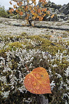 Cottonwood (Populus sp) leaf on moss in autumn, Nisga'a Memorial Lava Bed Provincial Park, British Columbia, Canada
